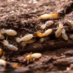 Cara Mencegah rayap di rumah