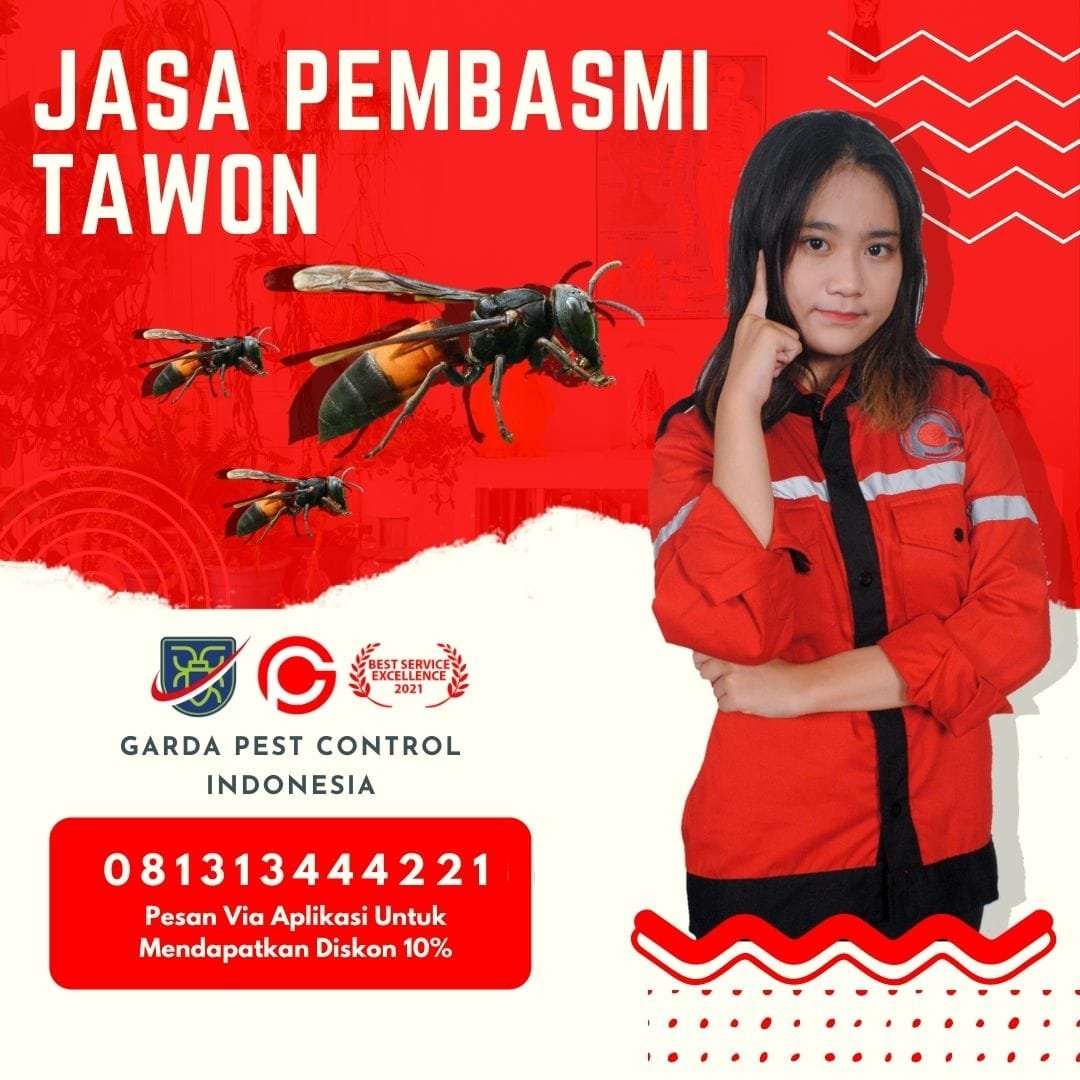 Jasa Pembasmi Tawon Semarang Layanan 24 Jam