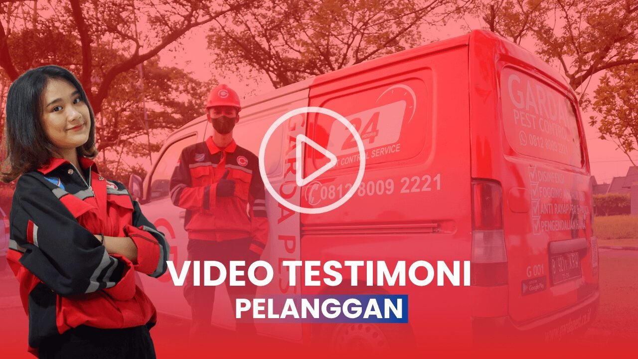 Jasa Pembasmi Tikus BSD