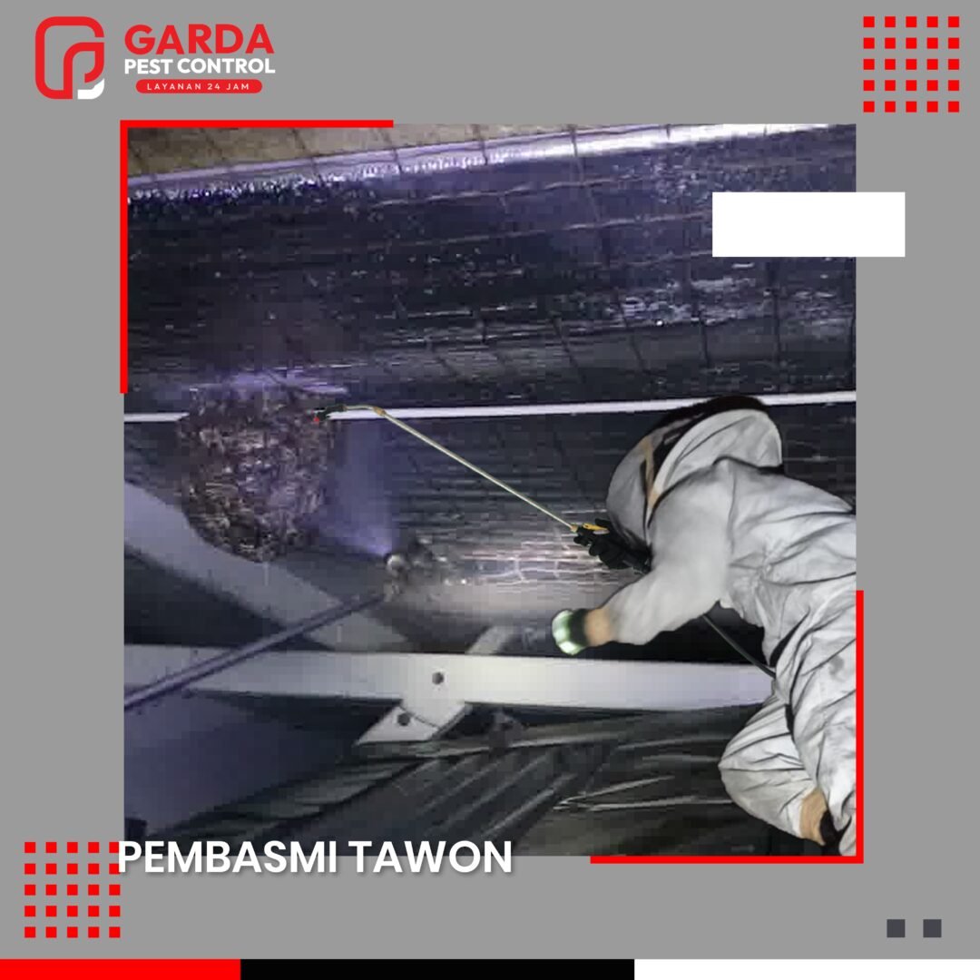 Jasa Pembasmi Tawon di Malang Layanan Cepat 24 Jam